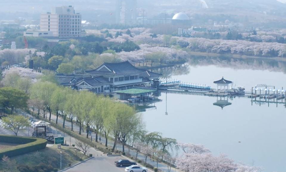 Gyeongju-cherry-blossoms